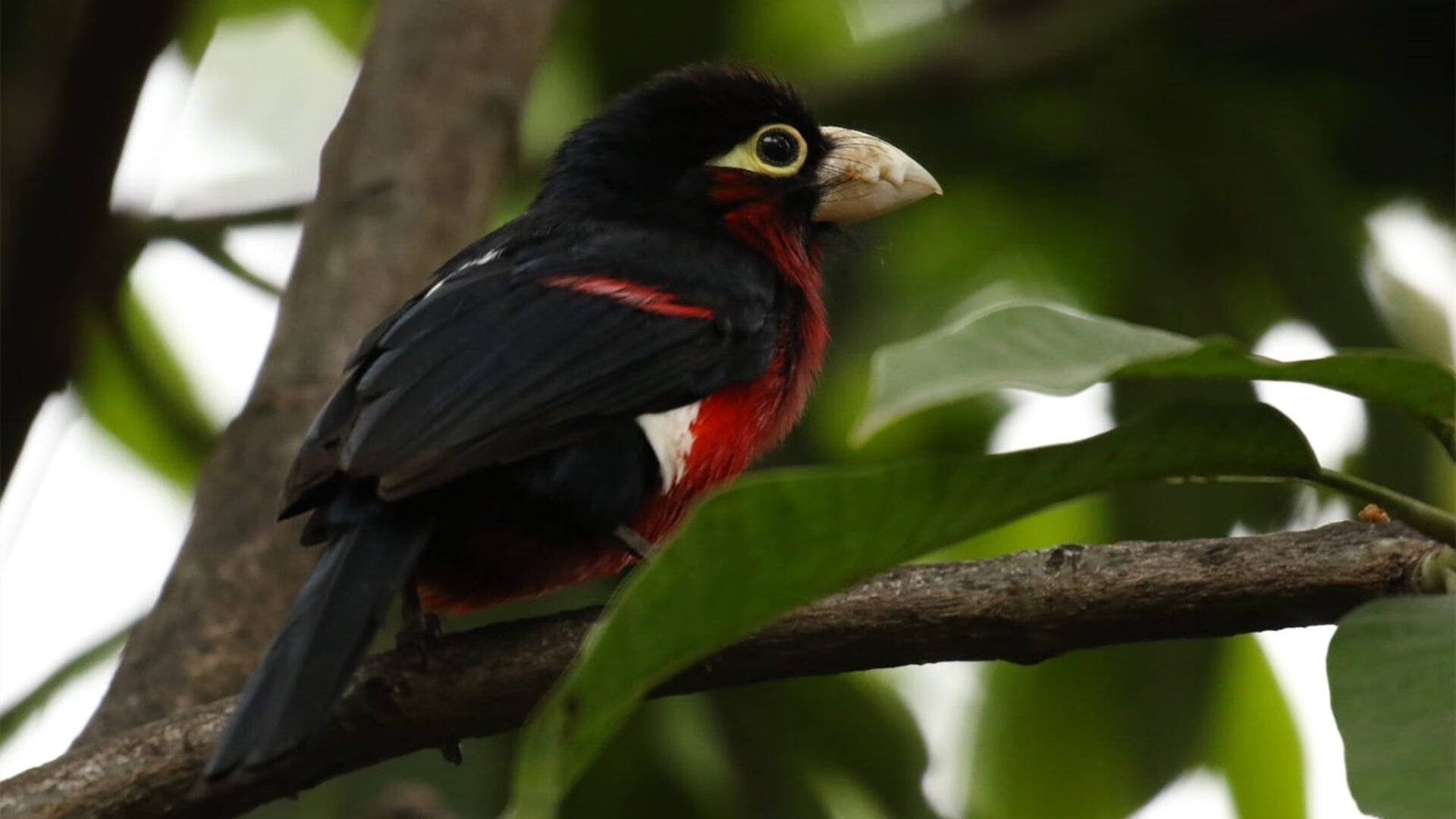 传统火把晚会舞龙舞狮,文化与运动盛大庆典