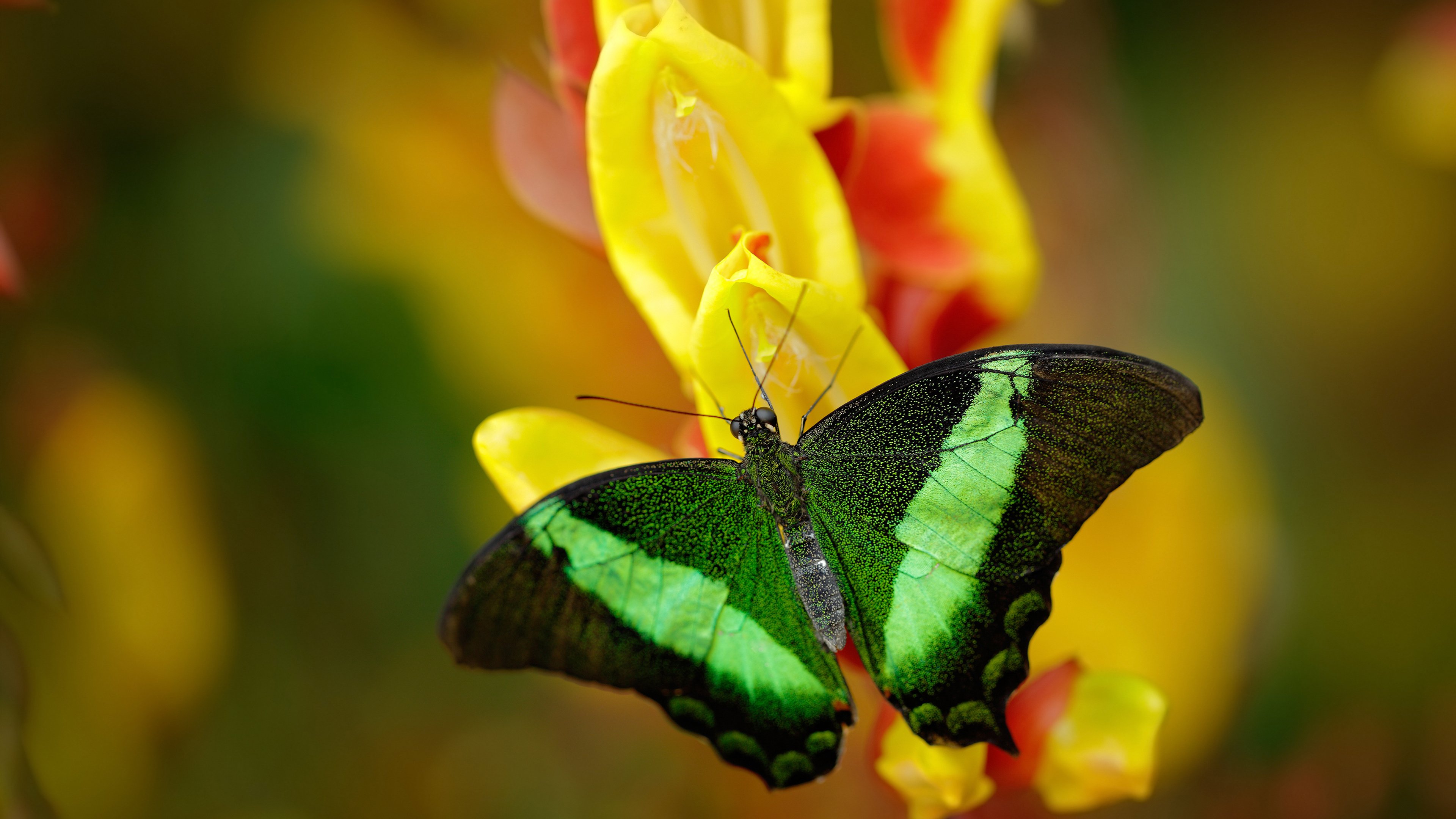大型户外徒步节，跨越山川迎接新挑战，户外徒步主题