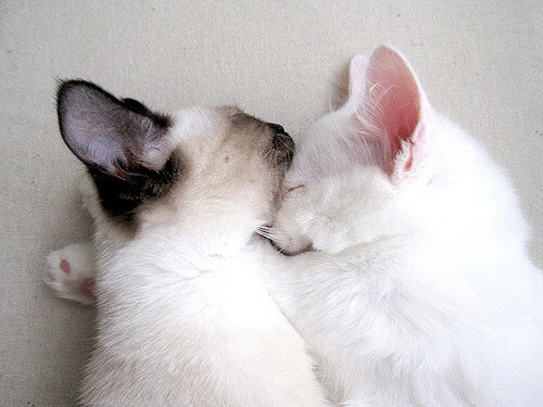 女子电竞崛起：逐渐走向更广阔的舞台与认可，女子电子竞技俱乐部