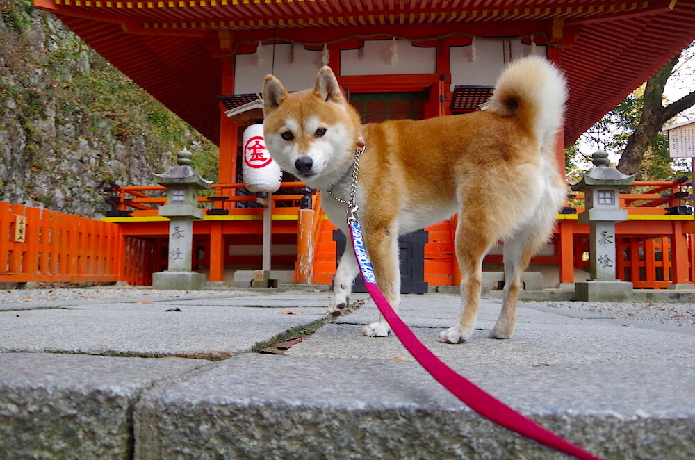 未来联盟:虚拟电竞实时互动,线上线下一体化新玩法,未来 电竞