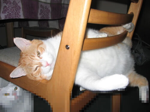 生态探险跑:绿色环保新趋势,生态挑战