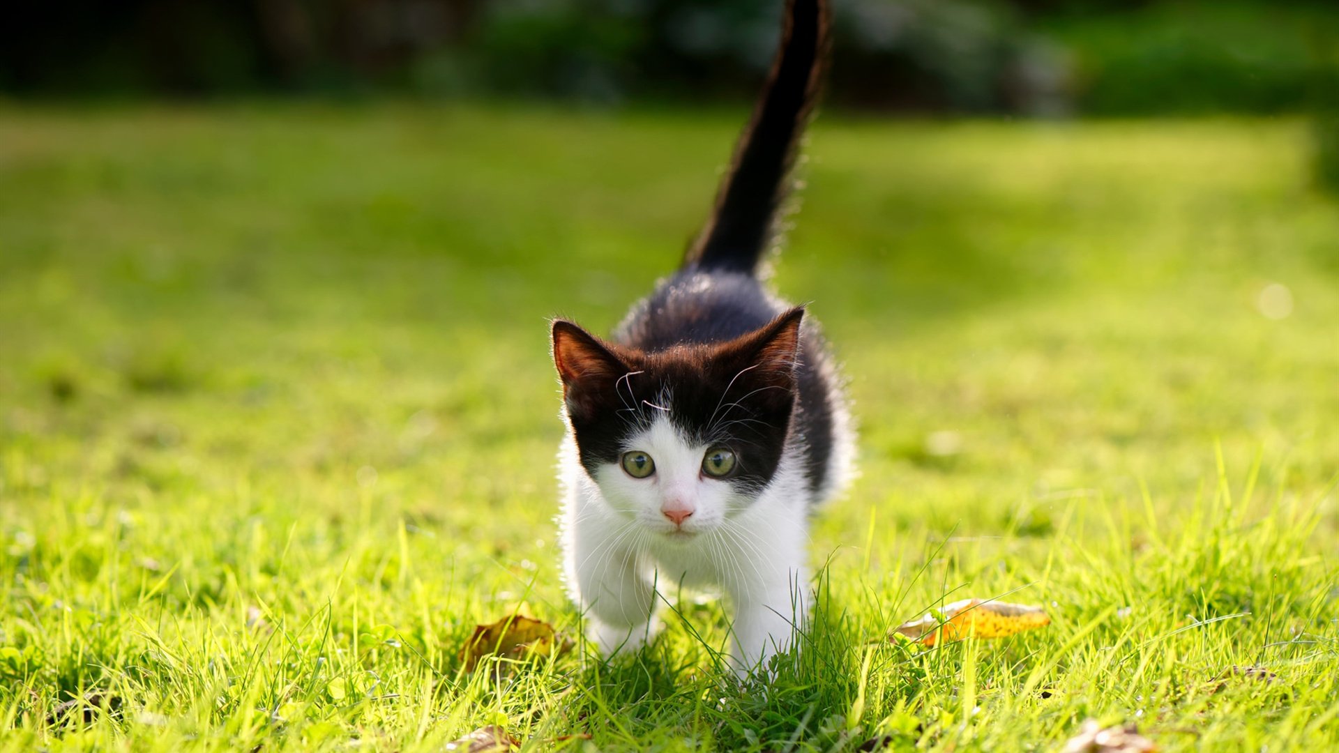 kaiyun官方网站-美国反曲弓男队在世界射箭锦标赛中夺冠，美国反曲弓品牌