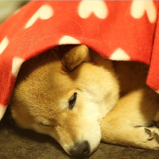 KPL赛季关键对决前瞻，kpl决赛赛前预测