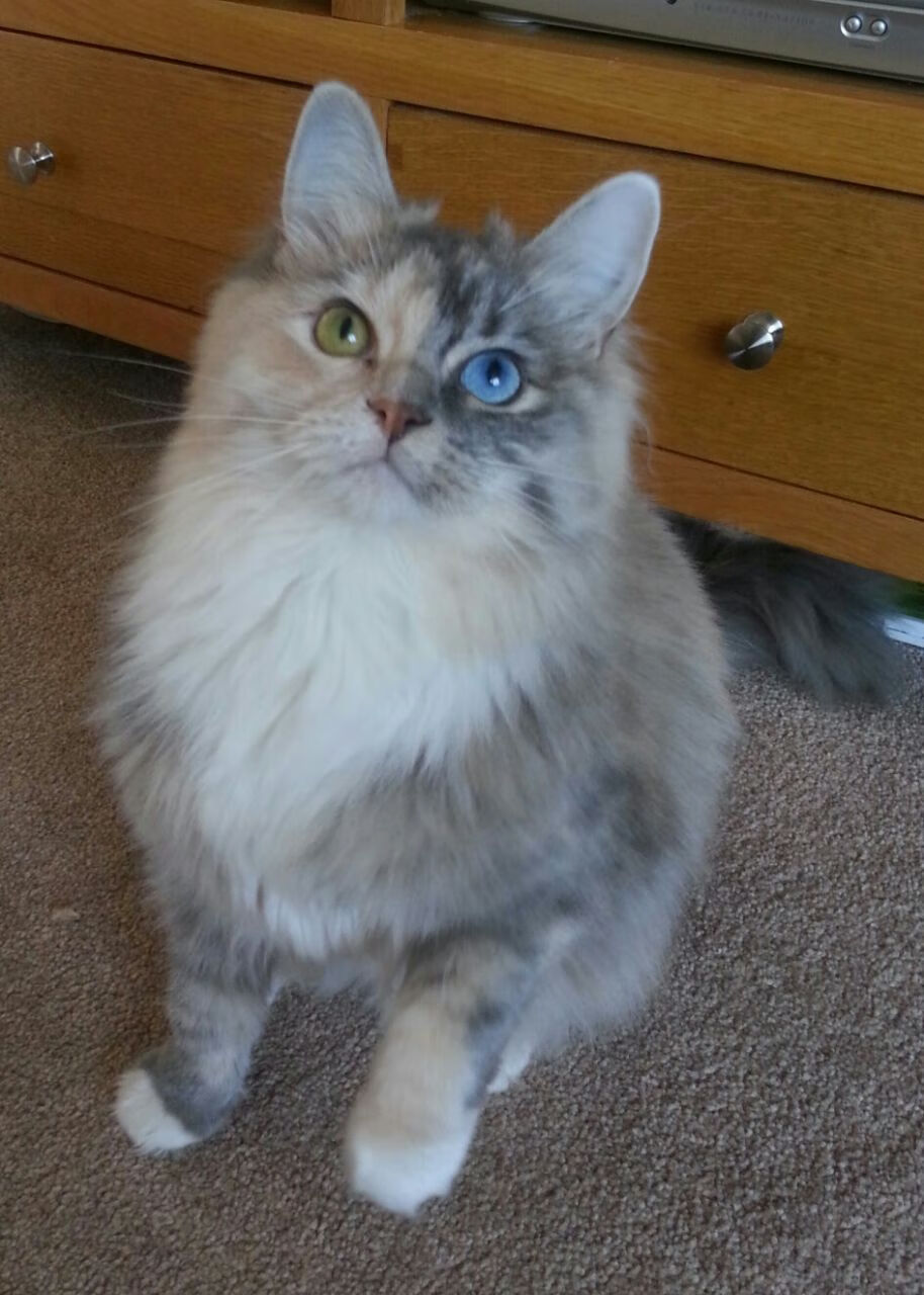 中国足球裁判执法水平提升,比赛更公正,中国足球裁判证书