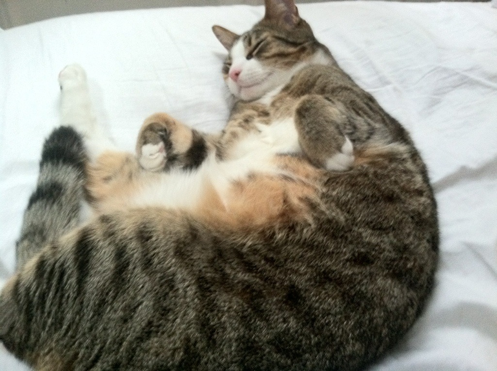 开云官网-主队球员在比赛中发挥出色，拿下胜利，足球比赛主队在前面还是后面