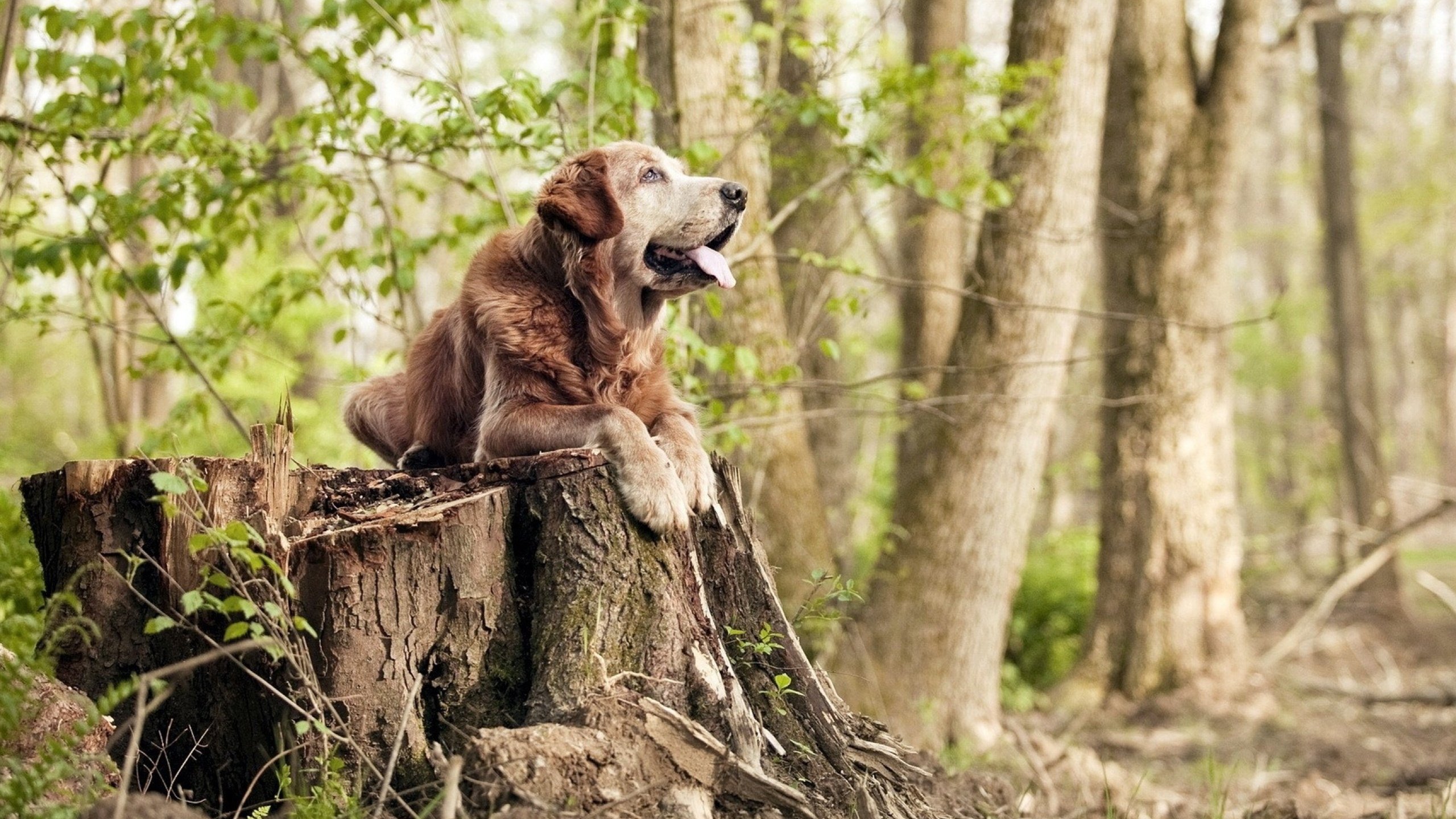 开云网页版登录入口-克罗地亚与巴黎圣日耳曼巴西对决，双方势均力敌，克罗地亚和法国比赛