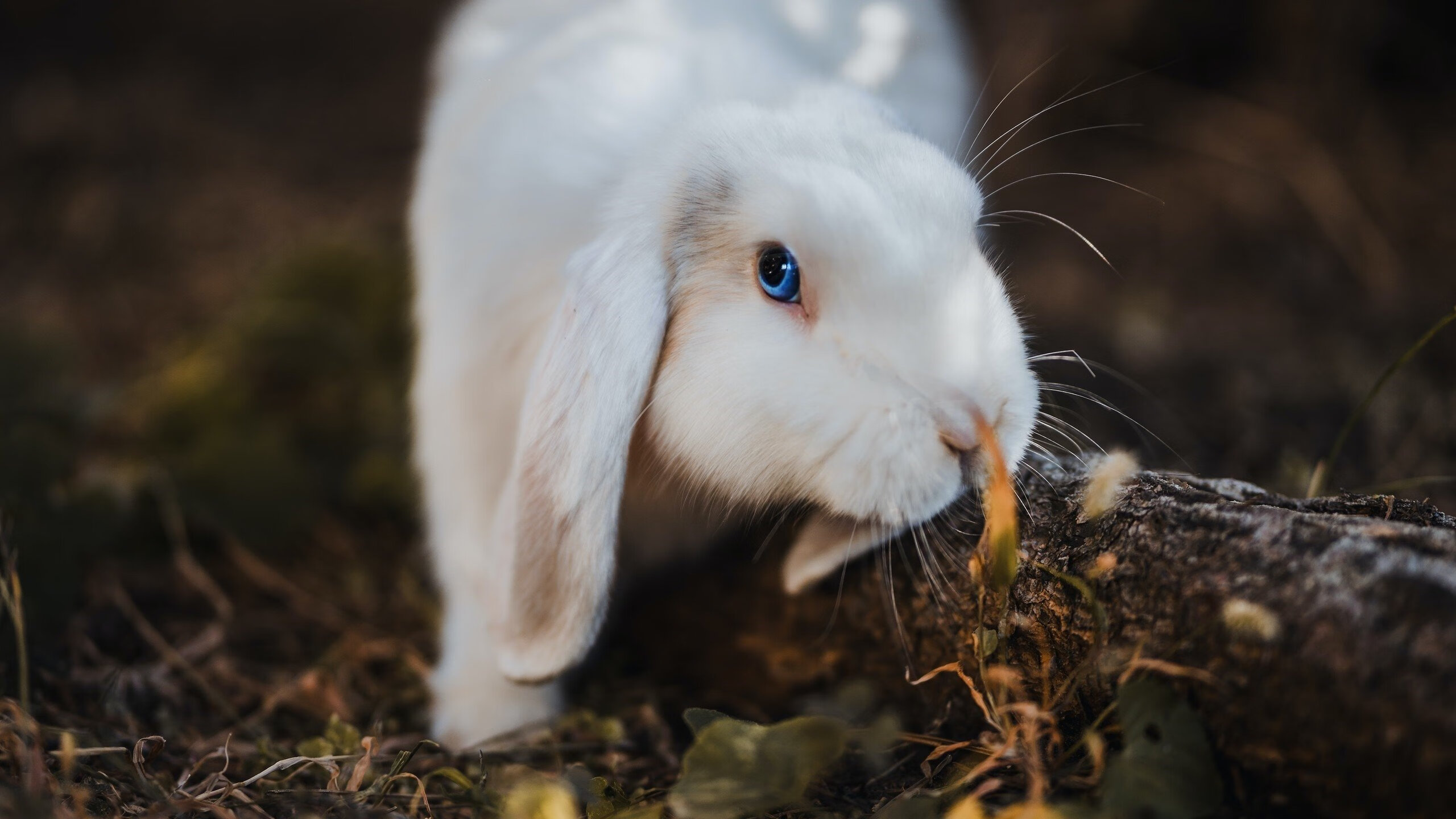 开云官方网站-全球篮球大战：顶级赛场燃情绽放英雄荣耀，全球篮球职业联赛