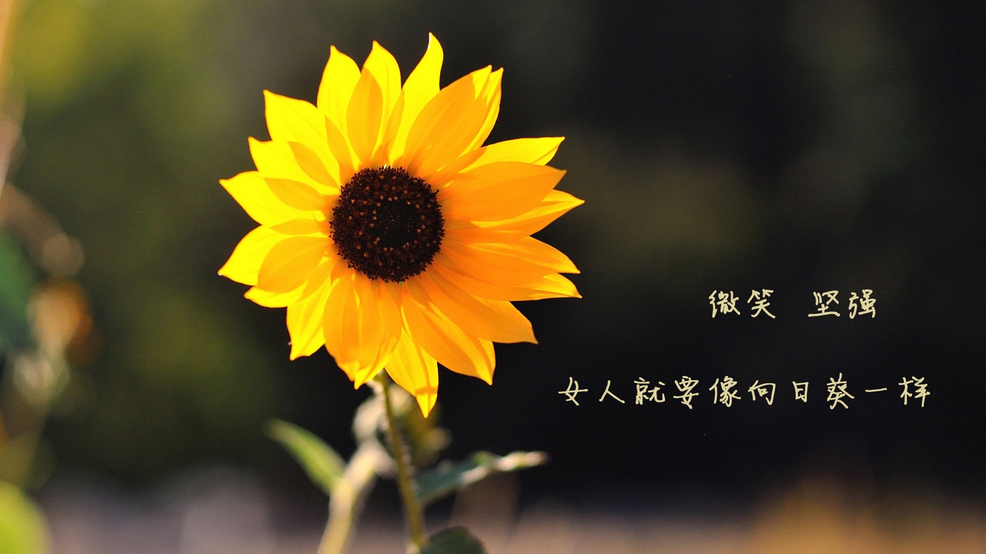 利雅得新月主场气氛堪比欧洲豪门,利雅得新月特谢拉