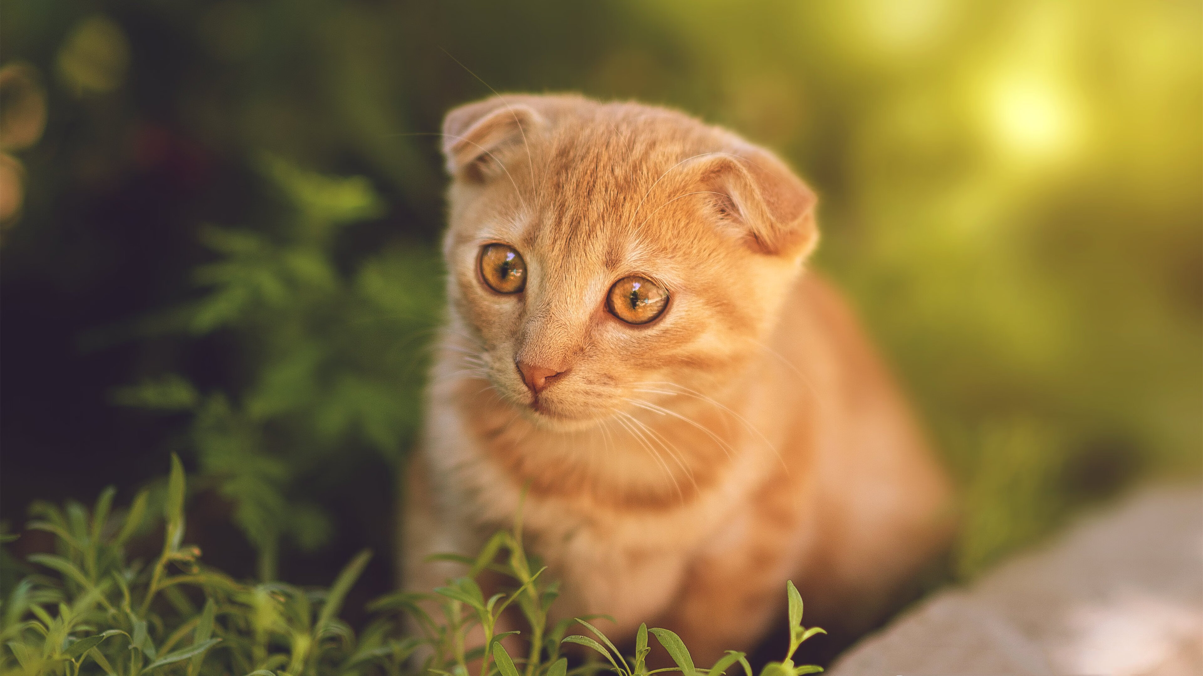 Kaiyun官方登录入口-宁夏男篮连续取得胜利，稳步前进，宁夏篮球队成员照片