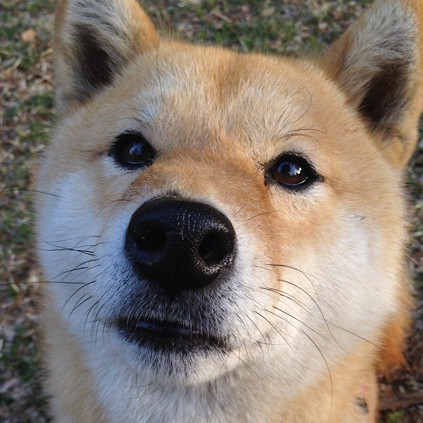 开云官方网页登录-悉尼国王新秀球员表现亮眼，悉尼国王队泰特比赛视频