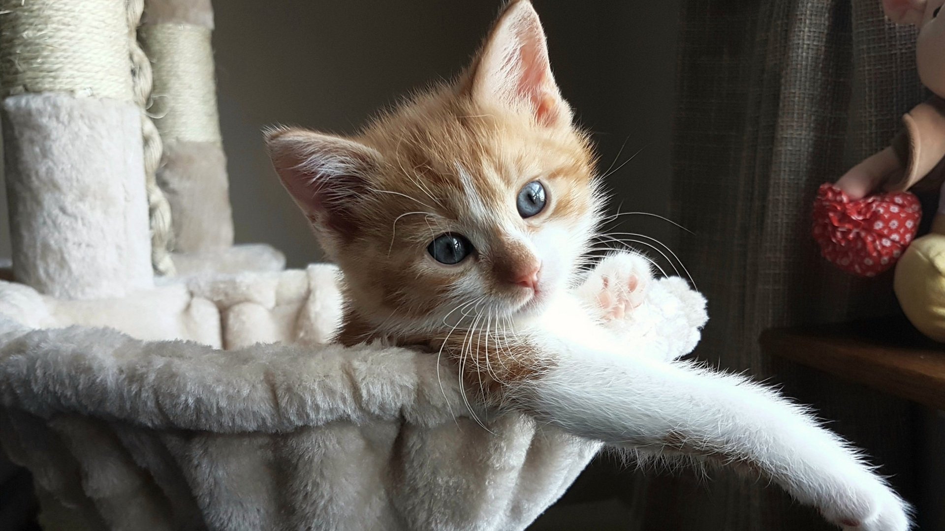 悉尼国王新秀球员表现亮眼，悉尼国王队泰特比赛视频