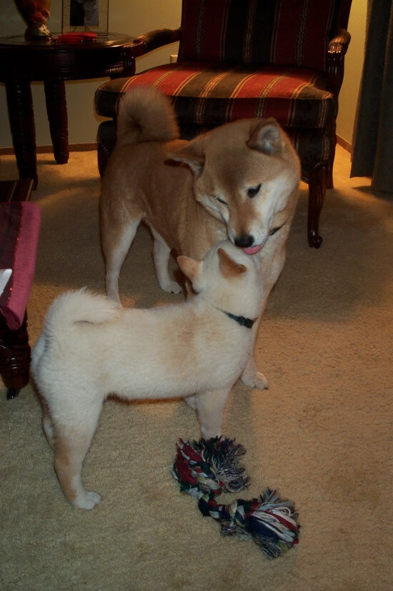 日本马术协会与国际组织合作,推广“Sinjska Alka”至全球。