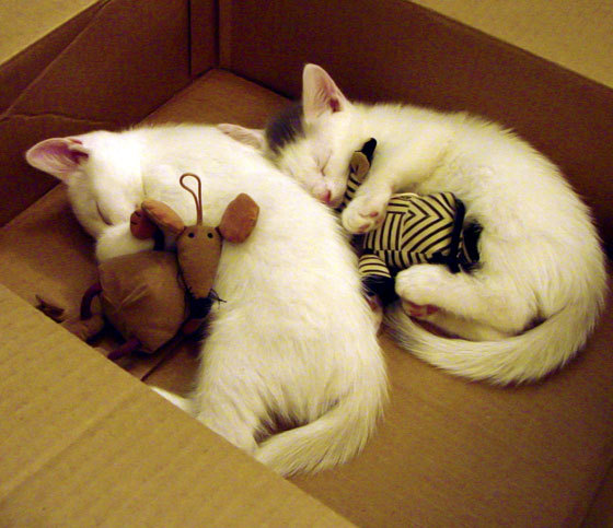 极光队全队发挥出色,成功逆转比分,极光队徽