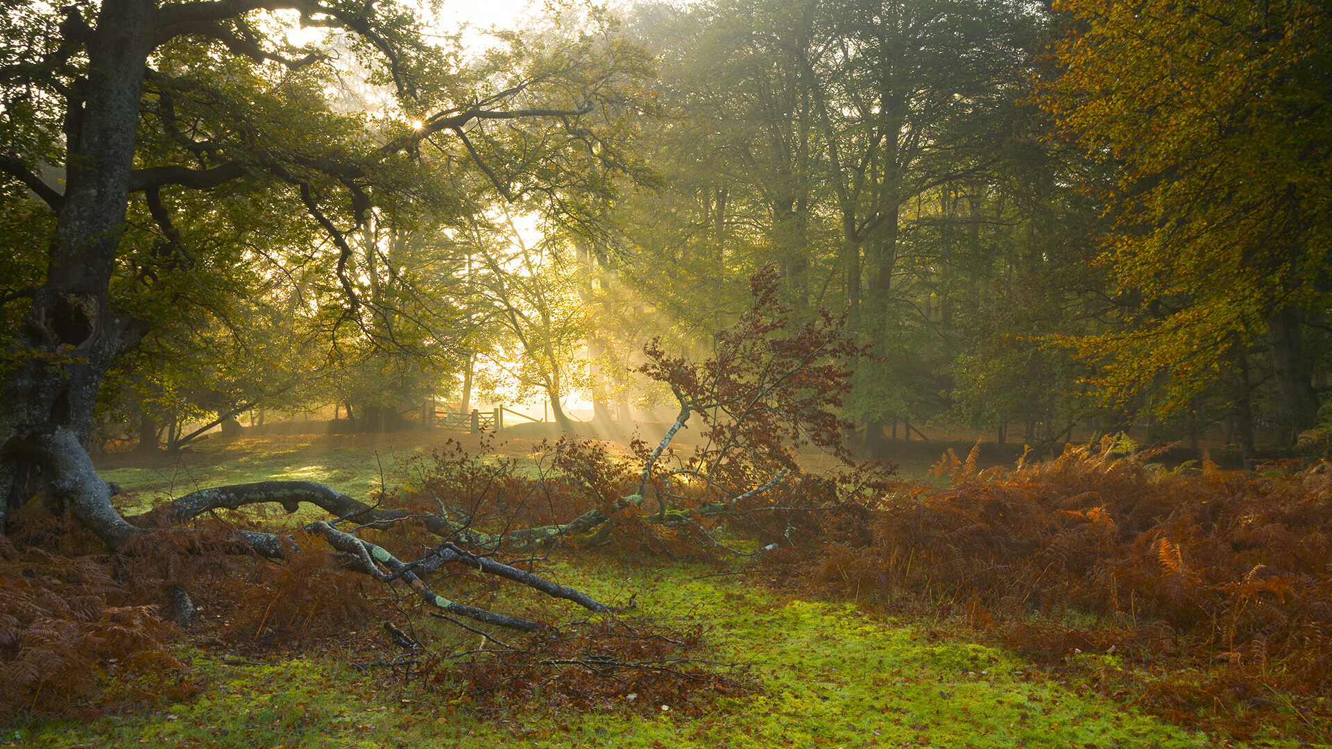 步行者完封湖人,哈利伯顿送出生涯新高助攻数,哈利伯顿集锦
