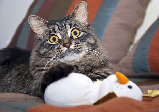 开云网站-球员个人品牌建设是否成为职业规划重要部分，球星自己的品牌