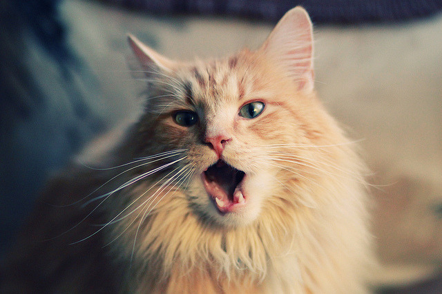 kaiyun中国官方网站-球员选拔标准是否存在偏差，球员选项和球队选项哪个好