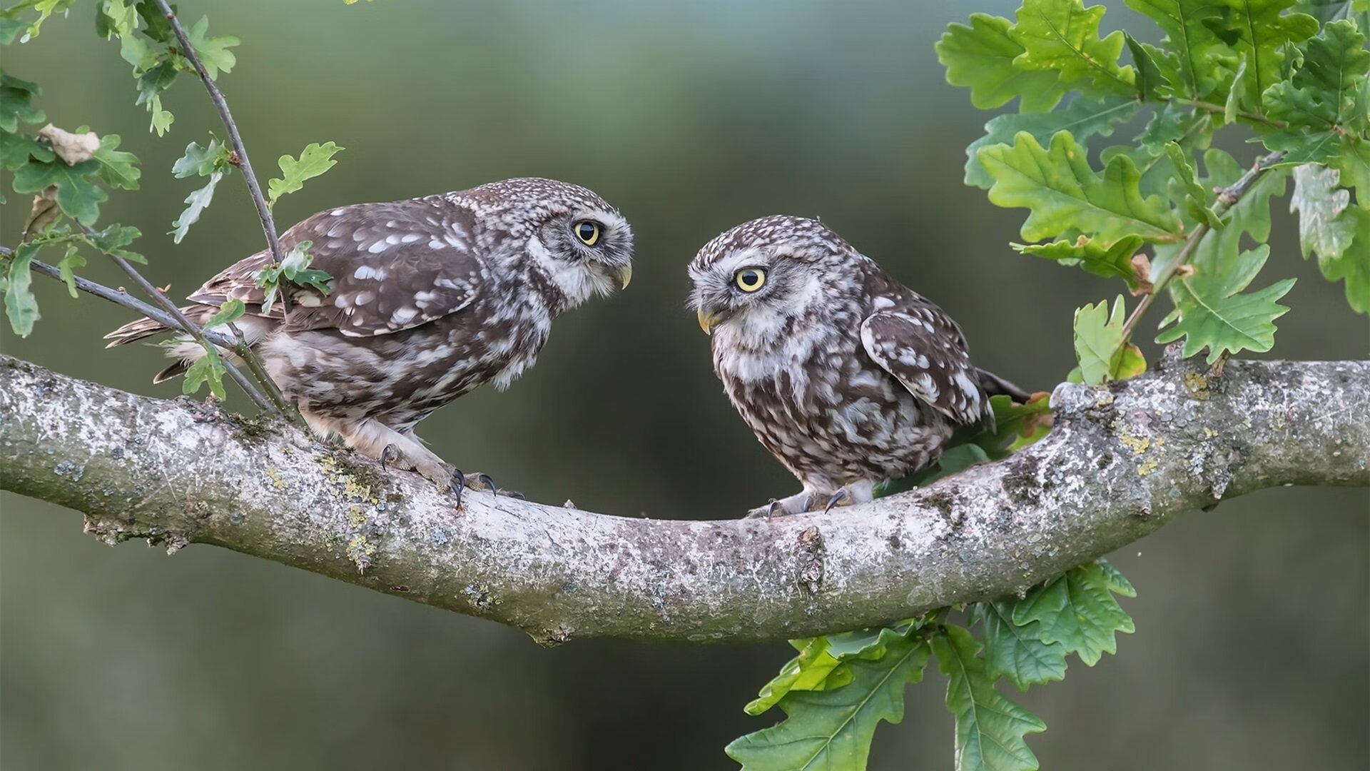 球员选拔标准是否存在偏差,球员选项和球队选项哪个好