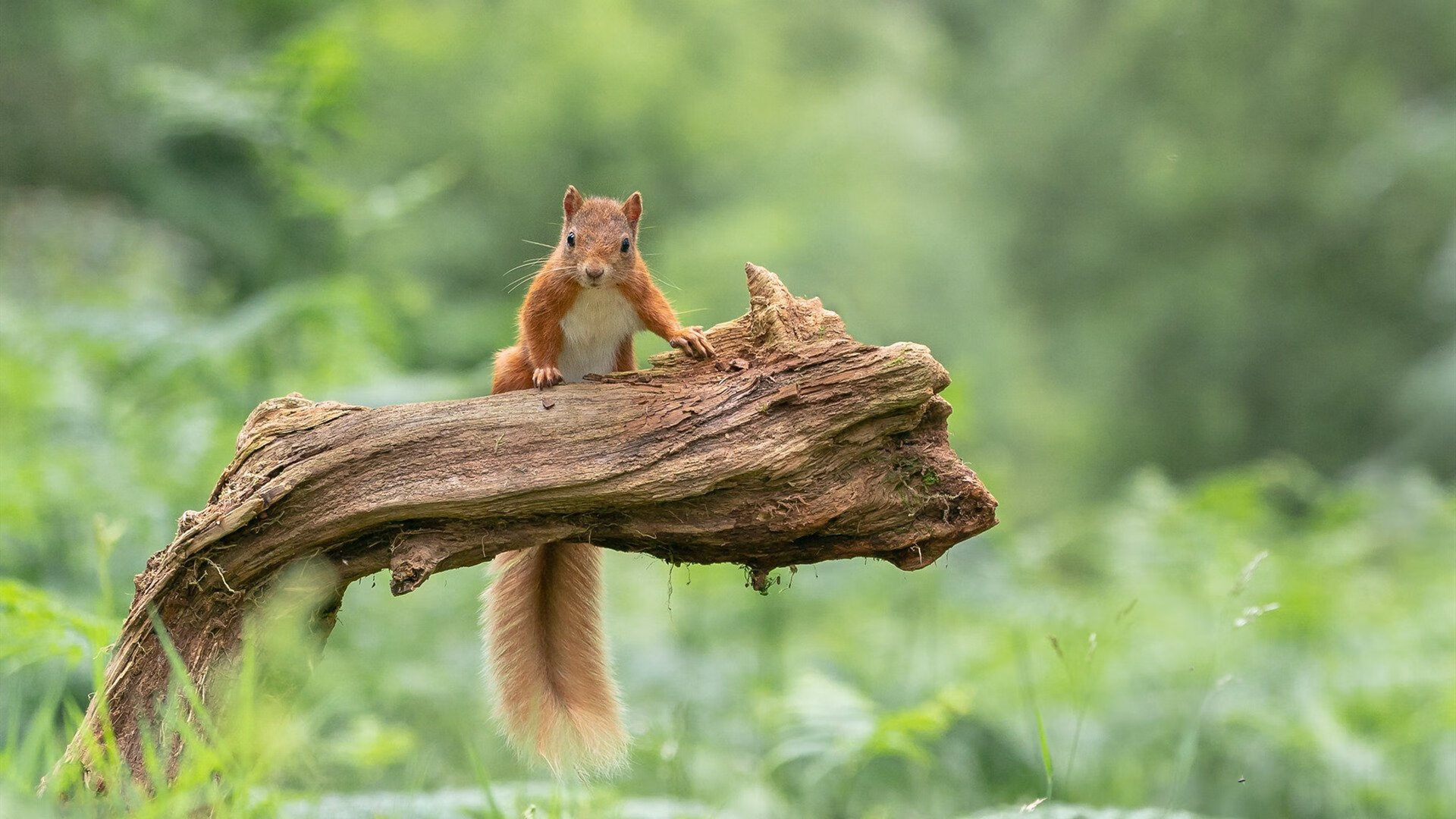 篮球明星拼尽全力争夺国际赛事冠军,著名篮球明星