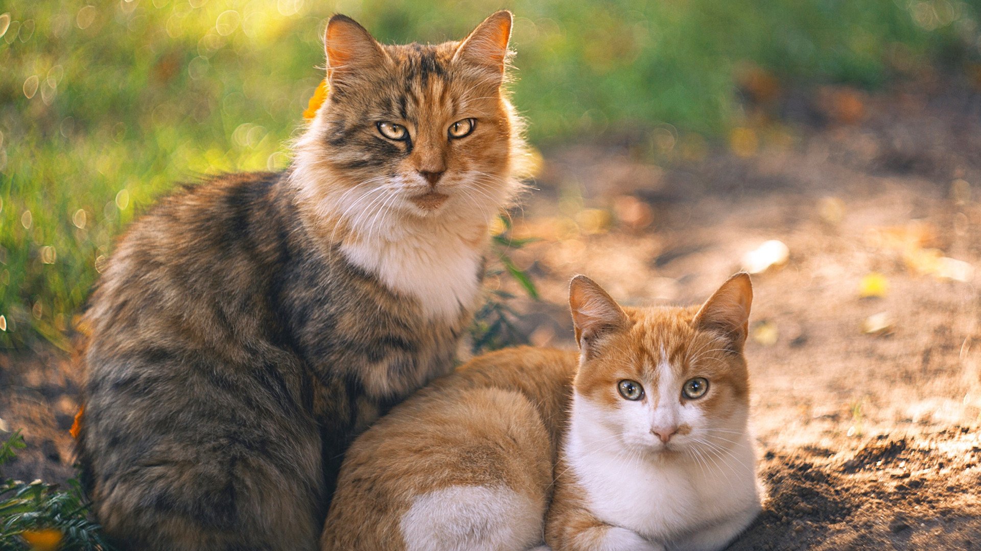 kaiyun体育综合-篮球运动员身体素质提升，篮球运动员的身体素质训练包括哪些