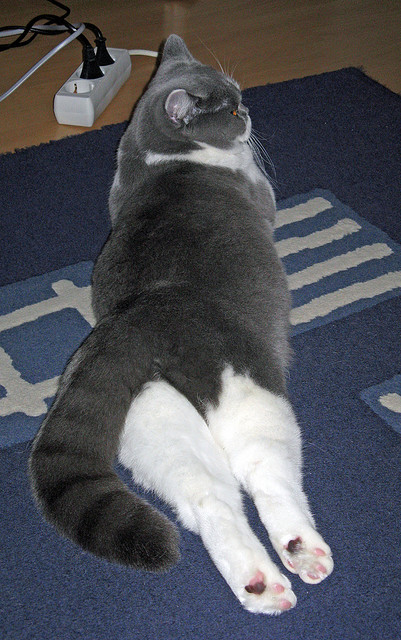 开云kaiyun-约基奇压哨绝杀掘金主场沸腾，约基奇砍下27分11助 掘金5人得分上双