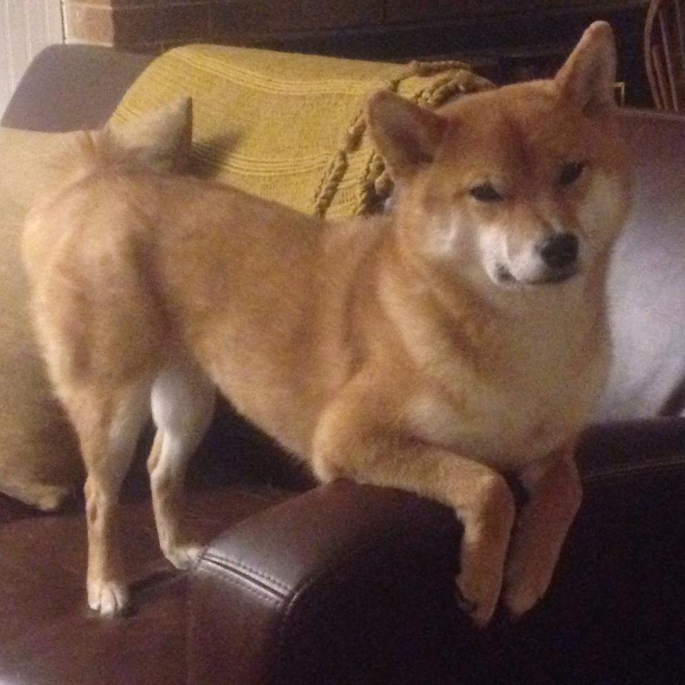 开云·Kaiyun网页版-谢菲联门将神勇扑救，成为球队守望之星，谢菲联主帅