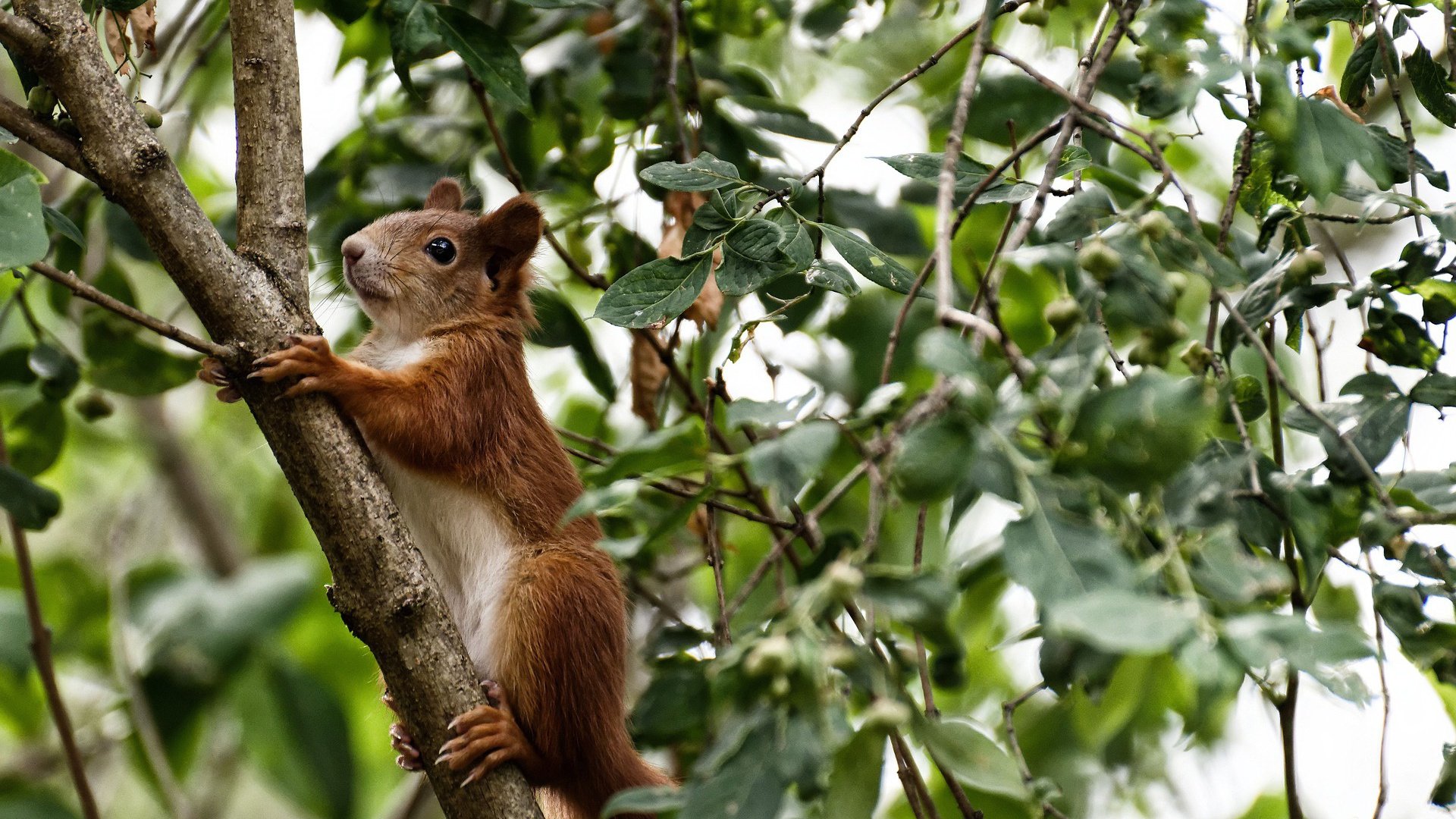 kaiyun体育app-雷丁高压逼抢见效，皇家军团稳步前进，雷丁扛不住
