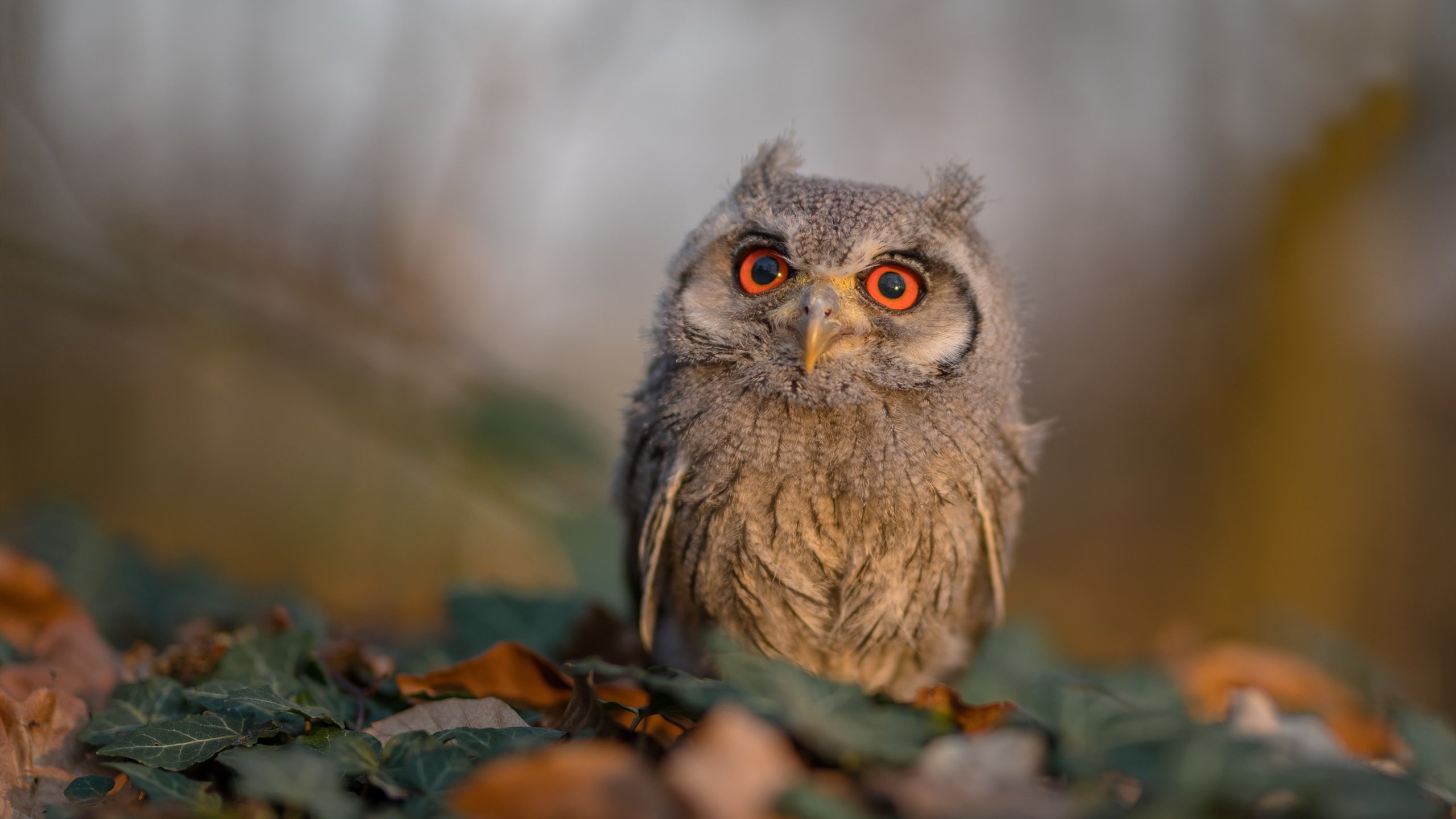 NBA球队战术风格演变趋势,nba球队战术风格演变趋势图