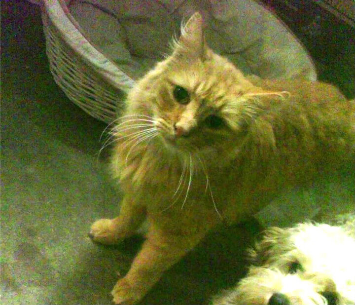 乒乓球战术演化研究报告首次公开发布,乒乓球战术方案