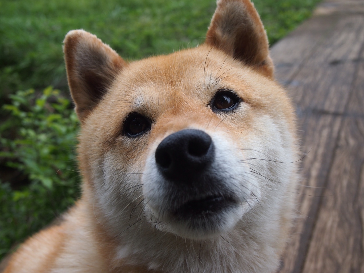 开云·Kaiyun网页版-张雨霏助力中国压制澳洲 美队最终夺冠，张雨霏回应美国