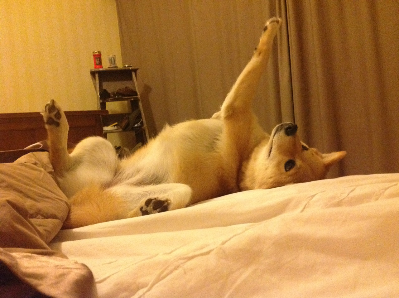 本菲卡防线冷静应对博卡冲击,本菲卡引援