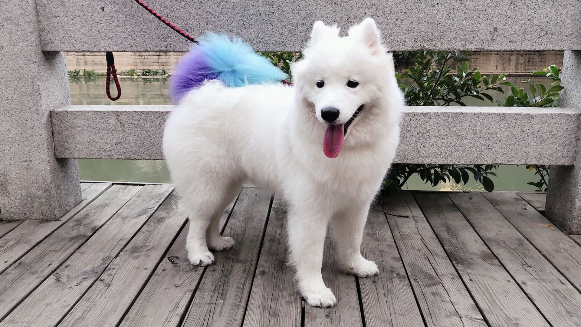 乔·波尔曼通过出色的传球视野,成为袋鼠队战术关键