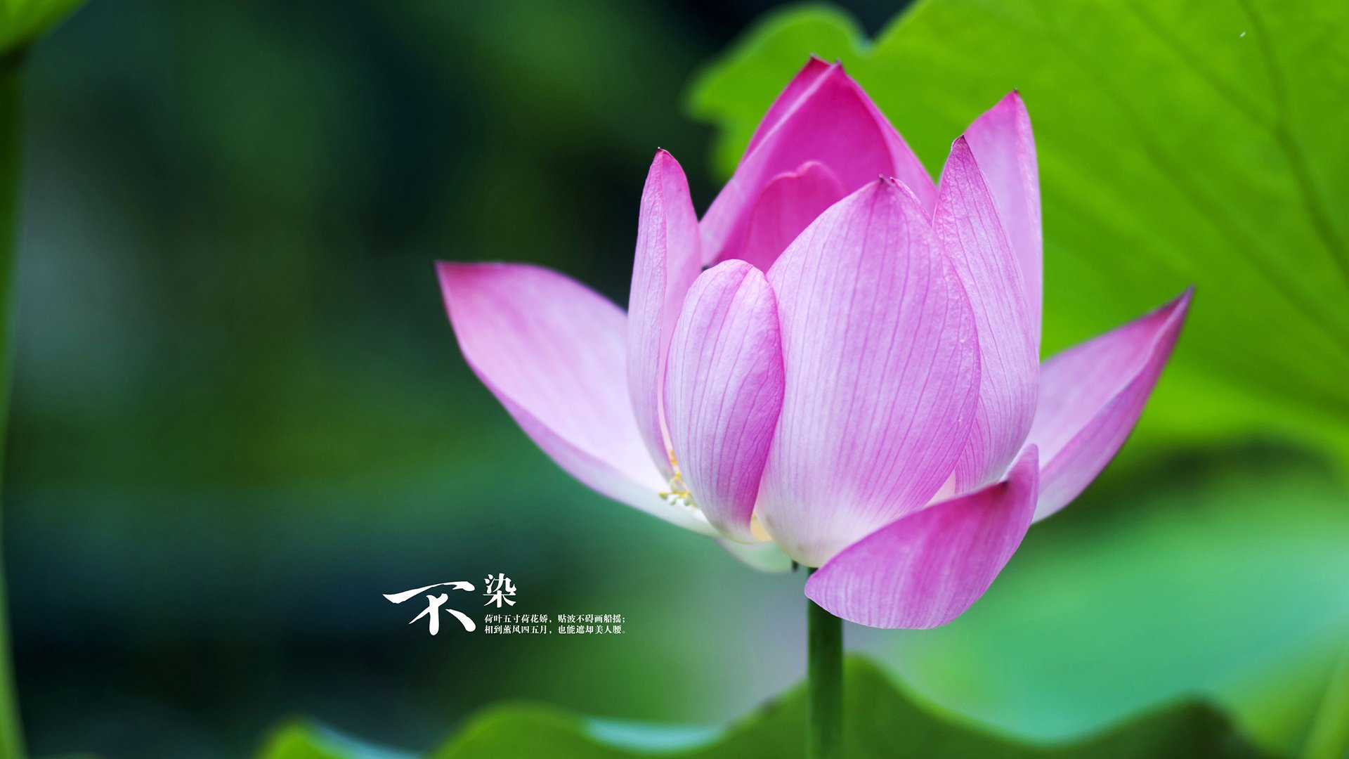 威尔士青训体制逐步成熟,助力男子、女子队伍发展,威尔士晋级