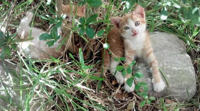 拜仁旧将回归引发球迷集体怀旧，拜仁旧将盘点