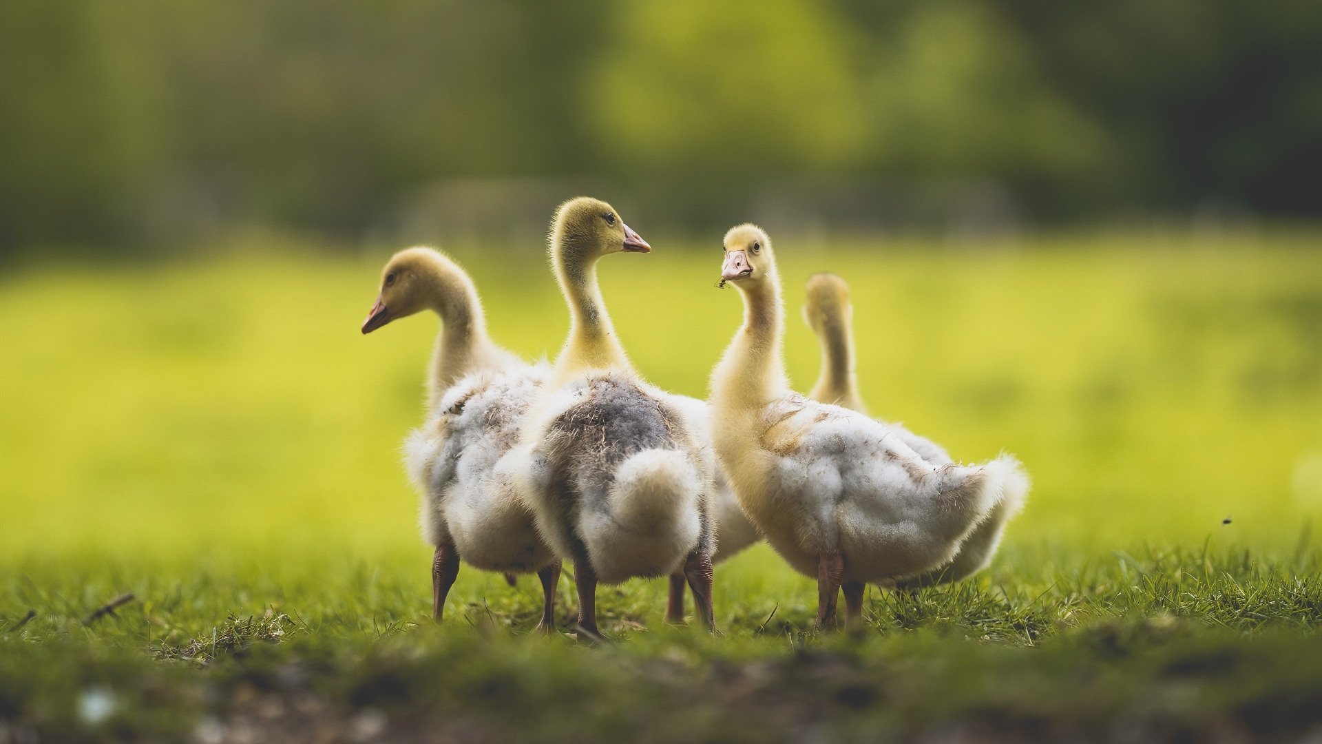 欧洲杯战术演变:变化多端,精彩不断!,欧洲杯技术分析