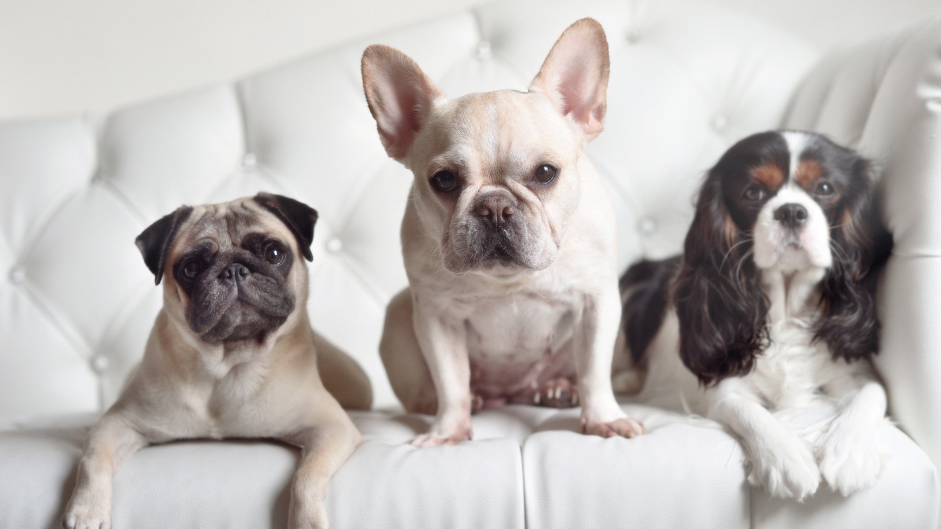 开云入口-法甲新秀崭露：未来领袖闪亮登场！，法甲新赛季