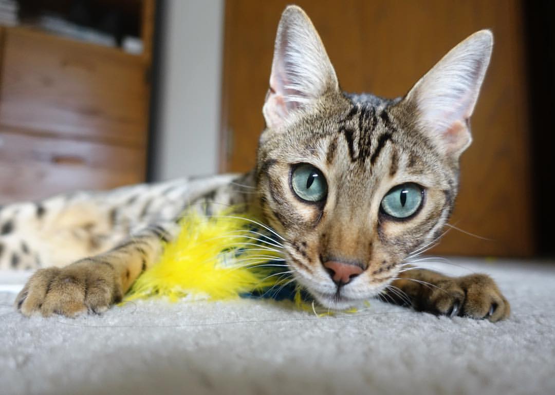 英超最后冲刺:激情澎湃,悬念迭起,英超收官