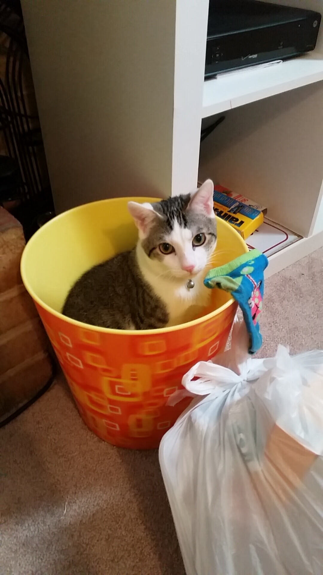 蝶泳新秀助突尼斯争得出线权,蝶泳冠军视频