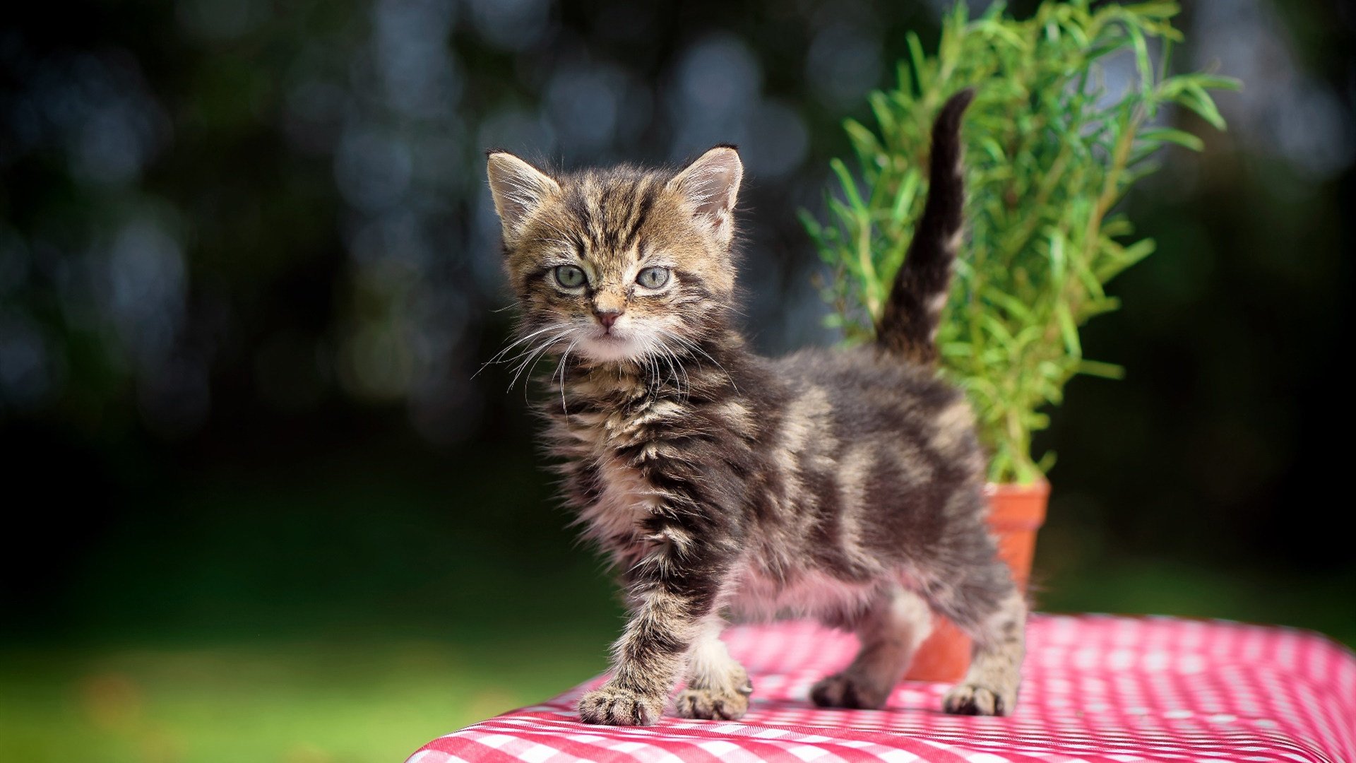 开云体育APP下载-西甲攻防大战：精彩瞬间时时上演！，西甲身体对抗